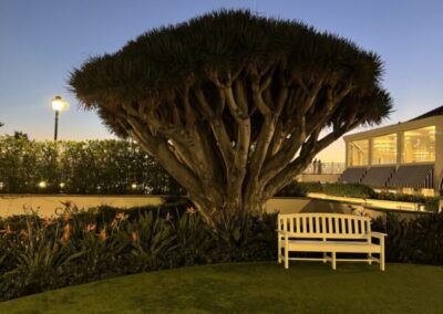 The Dragon Tree