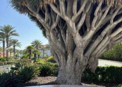 Hotel del Coronado The Dragon Tree