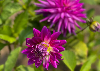 Conservatory of Flowers Dahlia Garden 1