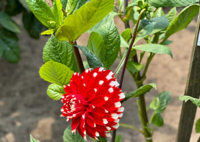 Conservatory of Flowers Dahlia Garden 10