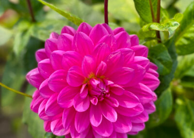 Conservatory of Flowers Dahlia Garden 11 - Mini Travel Adventures 4 Us Conservatory of Flowers Dahlia Garden 11