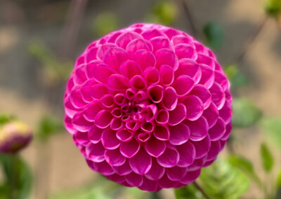 The Dahlia Dell Gardens At Golden Gate Park