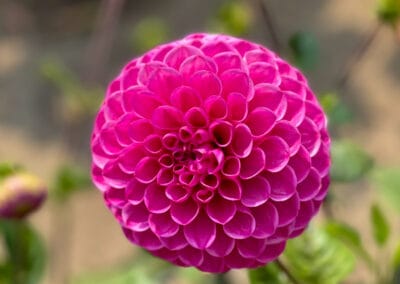 Dahlia Dell Gardens: A Bloom-Filled Stroll Through Golden Gate Park