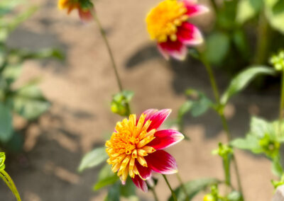 Conservatory of Flowers Dahlia Garden 13