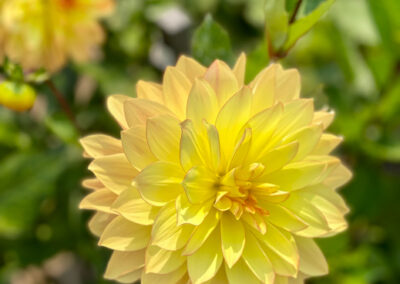 Conservatory of Flowers Dahlia Garden 14