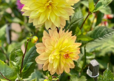 Conservatory of Flowers Dahlia Garden 15 - Mini Travel Adventures 4 Us Conservatory of Flowers Dahlia Garden 15