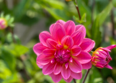 Conservatory of Flowers Dahlia Garden 16