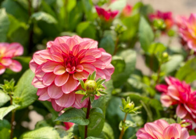 Conservatory of Flowers Dahlia Garden 17