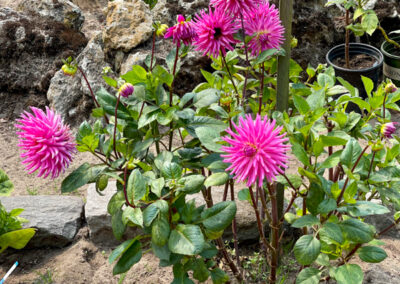 Conservatory of Flowers Dahlia Garden 19