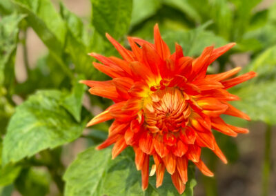 Conservatory of Flowers Dahlia Garden 3