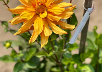 Conservatory of Flowers Dahlia Garden 20 - Mini Travel Adventures 4 Us Conservatory of Flowers Dahlia Garden 20