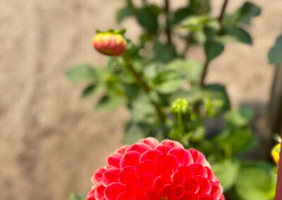 Conservatory of Flowers Dahlia Garden 21