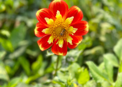 Conservatory of Flowers Dahlia Garden 22 - Mini Travel Adventures 4 Us Conservatory of Flowers Dahlia Garden 22