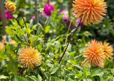 Conservatory of Flowers Dahlia Garden 23