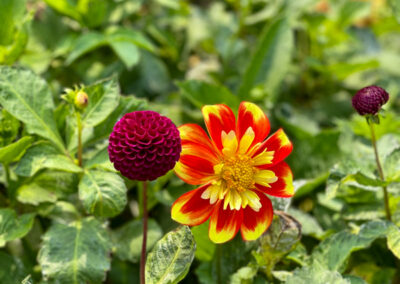 Conservatory of Flowers Dahlia Garden 24