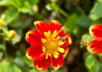 Conservatory of Flowers Dahlia Garden 25