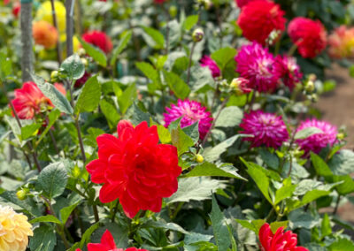 Conservatory of Flowers Dahlia Garden 26 - Mini Travel Adventures 4 Us Conservatory of Flowers Dahlia Garden 26