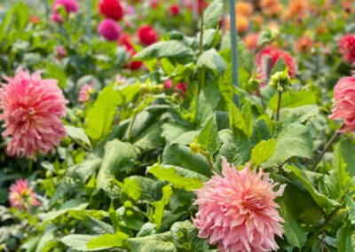 Conservatory of Flowers Dahlia Garden 27