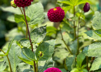 Conservatory of Flowers Dahlia Garden 28