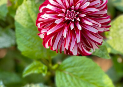 Conservatory of Flowers Dahlia Garden 29