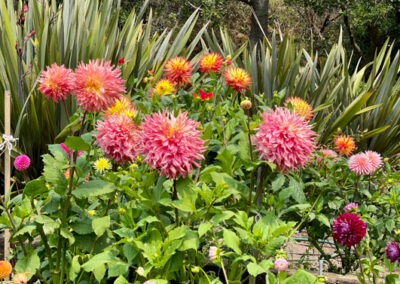 Conservatory of Flowers Dahlia Garden 4 - Mini Travel Adventures 4 Us Conservatory of Flowers Dahlia Garden 4