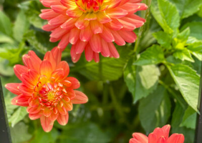 Conservatory of Flowers Dahlia Garden 30 - Mini Travel Adventures 4 Us Conservatory of Flowers Dahlia Garden 30