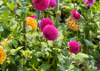 Conservatory of Flowers Dahlia Garden 31