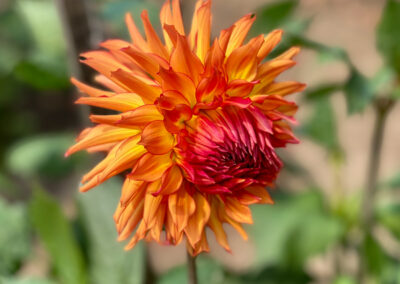 Conservatory of Flowers Dahlia Garden 4