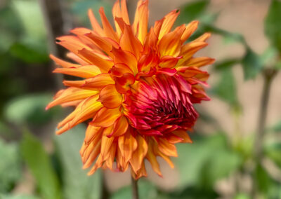 Conservatory of Flowers Dahlia Garden 4 - Mini Travel Adventures 4 Us Conservatory of Flowers Dahlia Garden 4