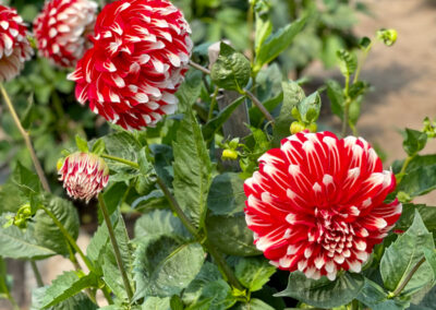 Conservatory of Flowers Dahlia Garden 5