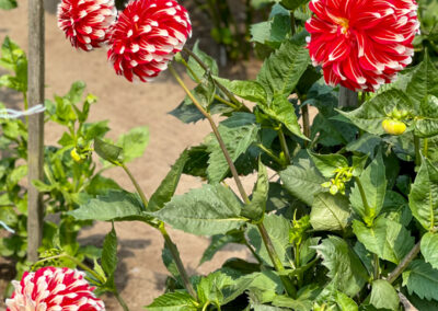 Conservatory of Flowers Dahlia Garden 6 - Mini Travel Adventures 4 Us Conservatory of Flowers Dahlia Garden 6