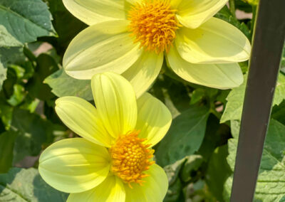 Conservatory of Flowers Dahlia Garden 7 - Mini Travel Adventures 4 Us Conservatory of Flowers Dahlia Garden 7