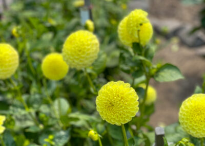 Conservatory of Flowers Dahlia Garden 8