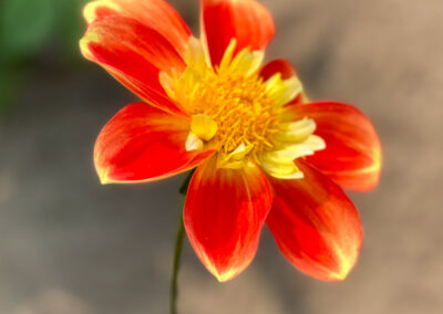 Conservatory of Flowers Dahlia Garden 9