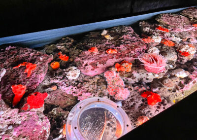 Monterey Bay Aquarium Sea Life Display - Mini Travel Adventures 4 Us Monterey Bay Aquarium Sea Life Display