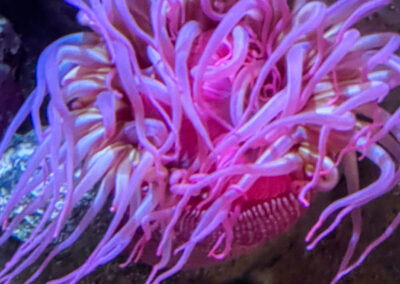 Monterey Bay Aquarium Sea Life Pink