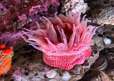 Monterey Bay Aquarium Sea Life Pink Flowing - Mini Travel Adventures 4 Us Monterey Bay Aquarium Sea Life Pink Flowing