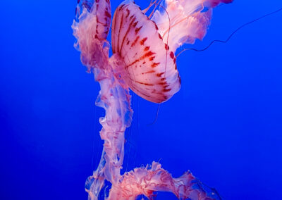 Monterey Bay Aquarium Sea Life Pink Jelly Fish