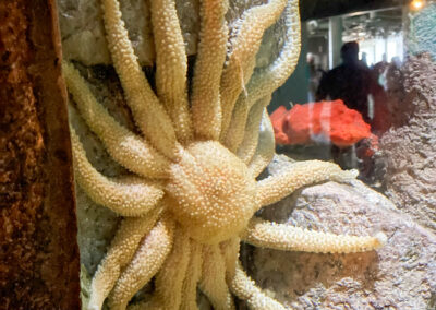 Monterey Bay Aquarium Sea Life Star