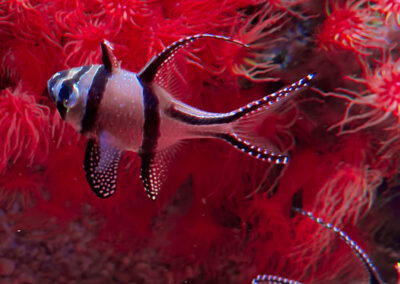 Monterey Bay Aquarium Sea Life Striped Fish