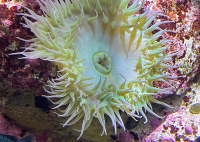 Monterey Bay Aquarium Sea Life Urchin - Mini Travel Adventures 4 Us Monterey Bay Aquarium Sea Life Urchin