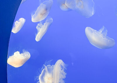 Monterey Bay Aquarium Sea Life White Jelly Fish Group - Mini Travel Adventures 4 Us Monterey Bay Aquarium Sea Life White Jelly Fish Group