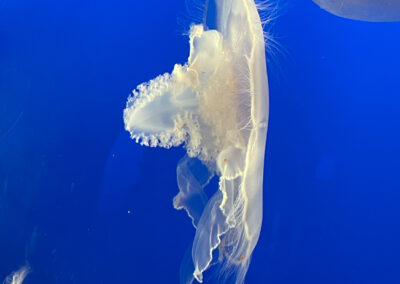 Monterey Bay Aquarium Sea Life White Jelly Fish Side View - Mini Travel Adventures 4 Us Monterey Bay Aquarium Sea Life White Jelly Fish Side View