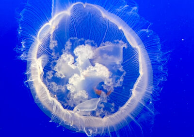 Monterey Bay Aquarium Sea Life White Jelly Fish Small