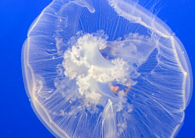 Monterey Bay Aquarium Sea Life White Jelly Sish Large - Mini Travel Adventures 4 Us