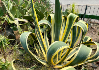 Outside Garden San Fransisco Conservatory