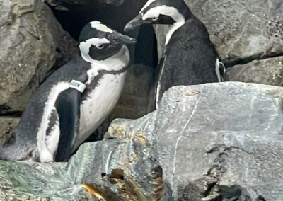 Penguin Monterey Bay Aquarium