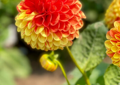 The Dahlia Garden San Fransisco Conservatory of Flowers