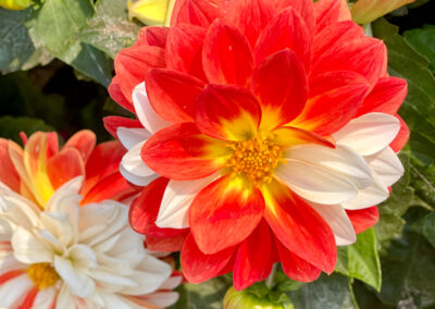 SF Conservatory The Dahlia Gardenjpg - Mini Travel Adventures 4 Us The Dahlia Garden San Fransisco Conservatory of Flowers