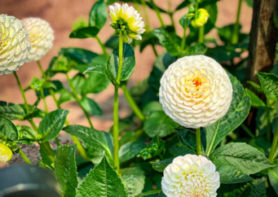 SF Outside The Dahlia Garden - Mini Travel Adventures 4 Us The Dahlia Garden San Fransisco Conservatory of Flowers
